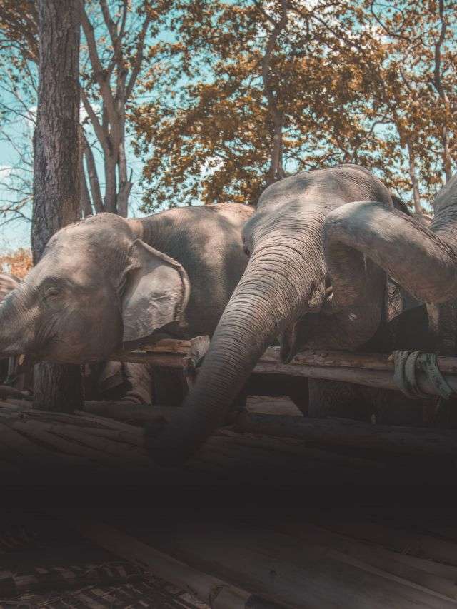 Top 5 Wildlife Sanctuaries in India