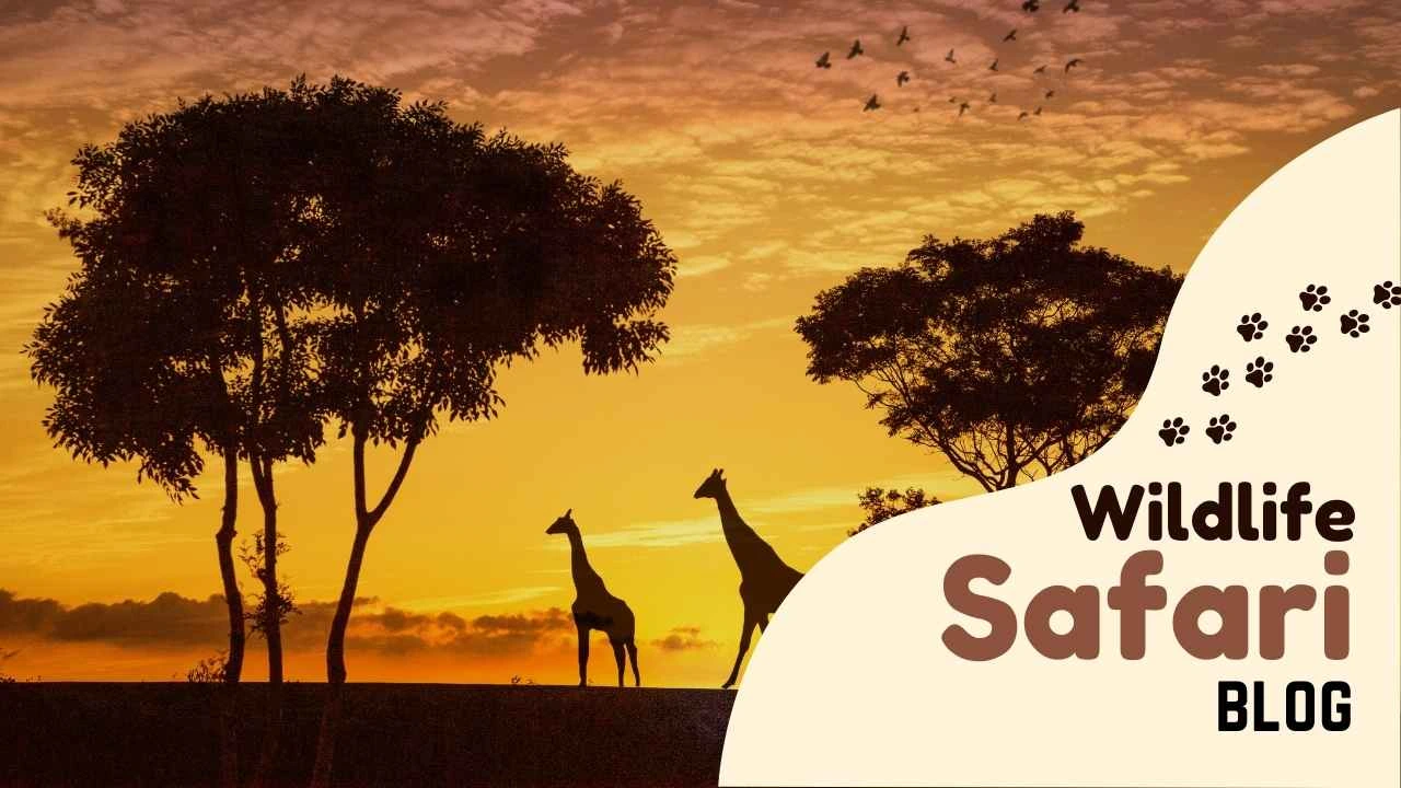 Wildlife Safari